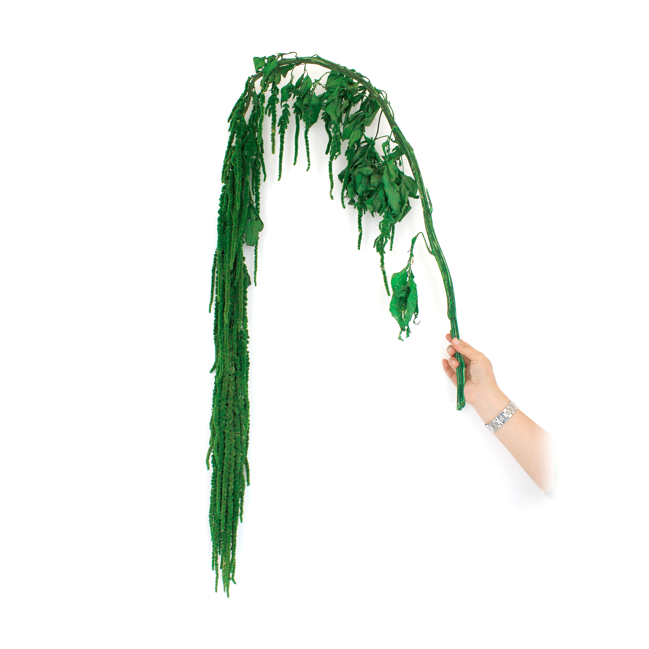 Amaranth(10 bundles pack)