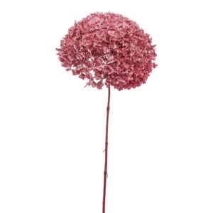 Anna Hydrangea