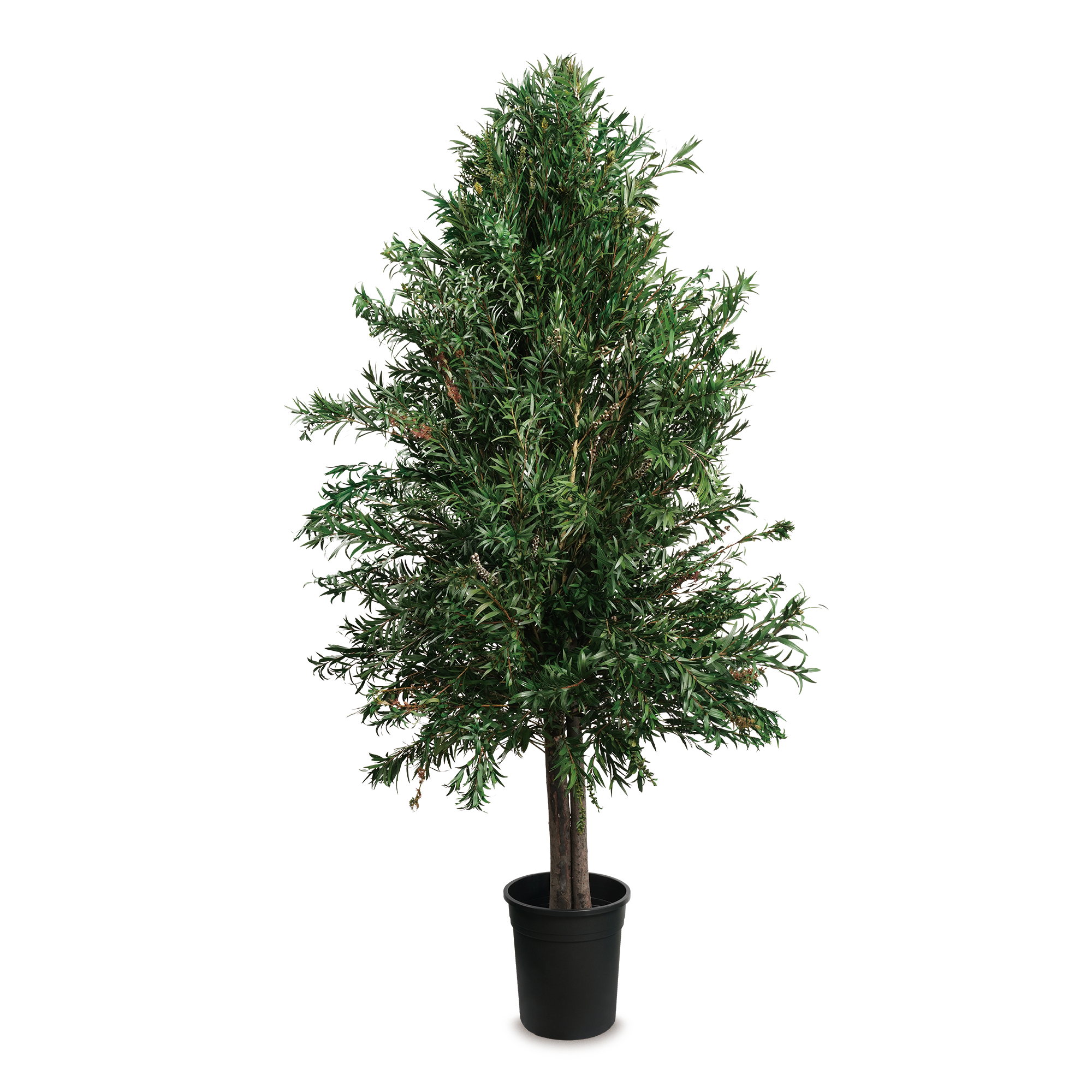 Red Bottlebrush Tree (1 pcs pack)