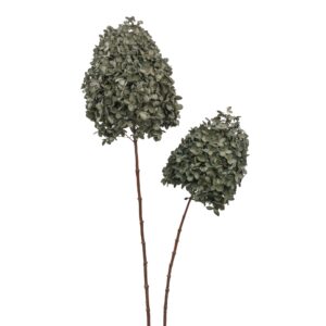 Wood Hydrangea