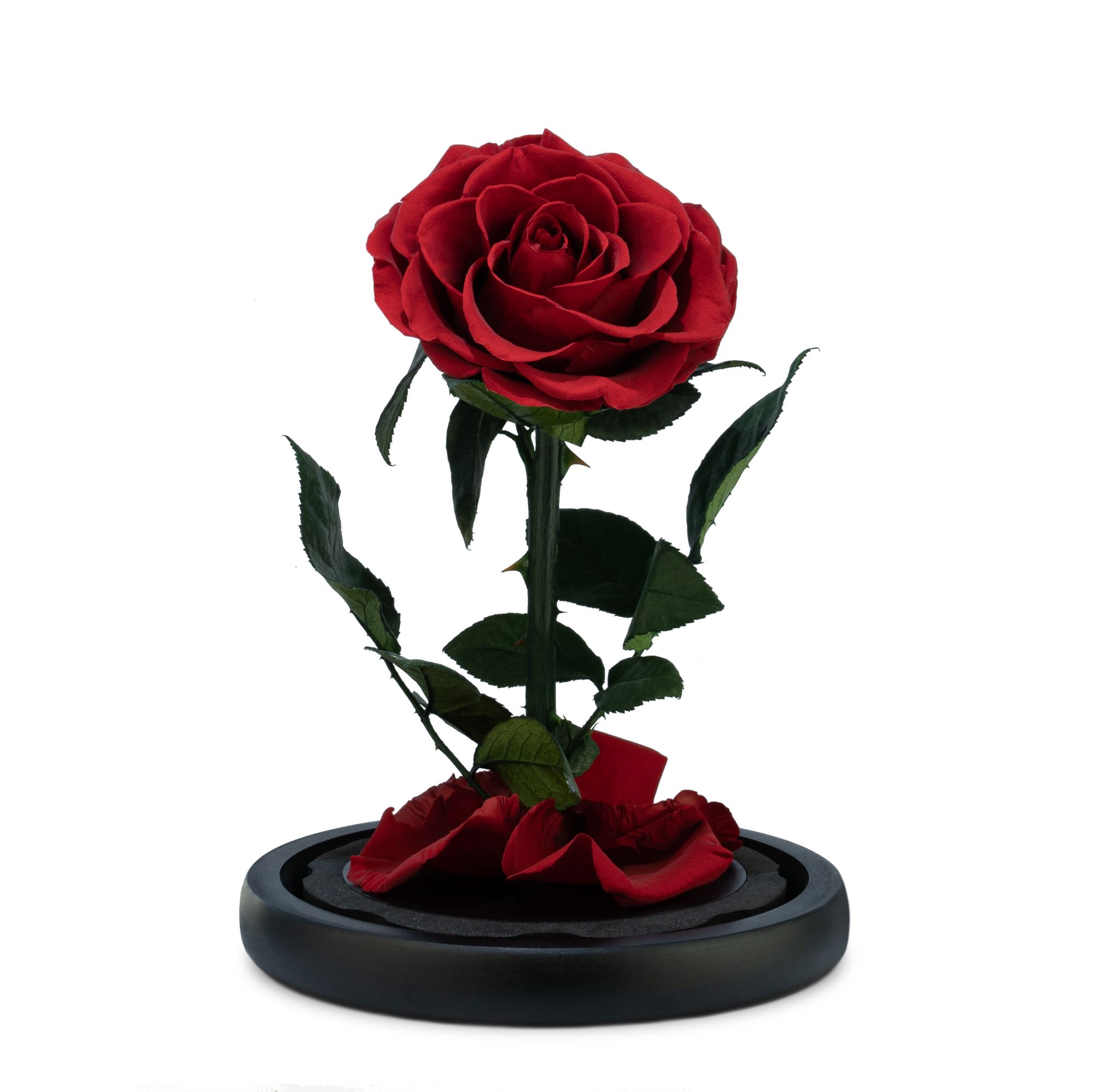 Glass Cover Rose - Image 2