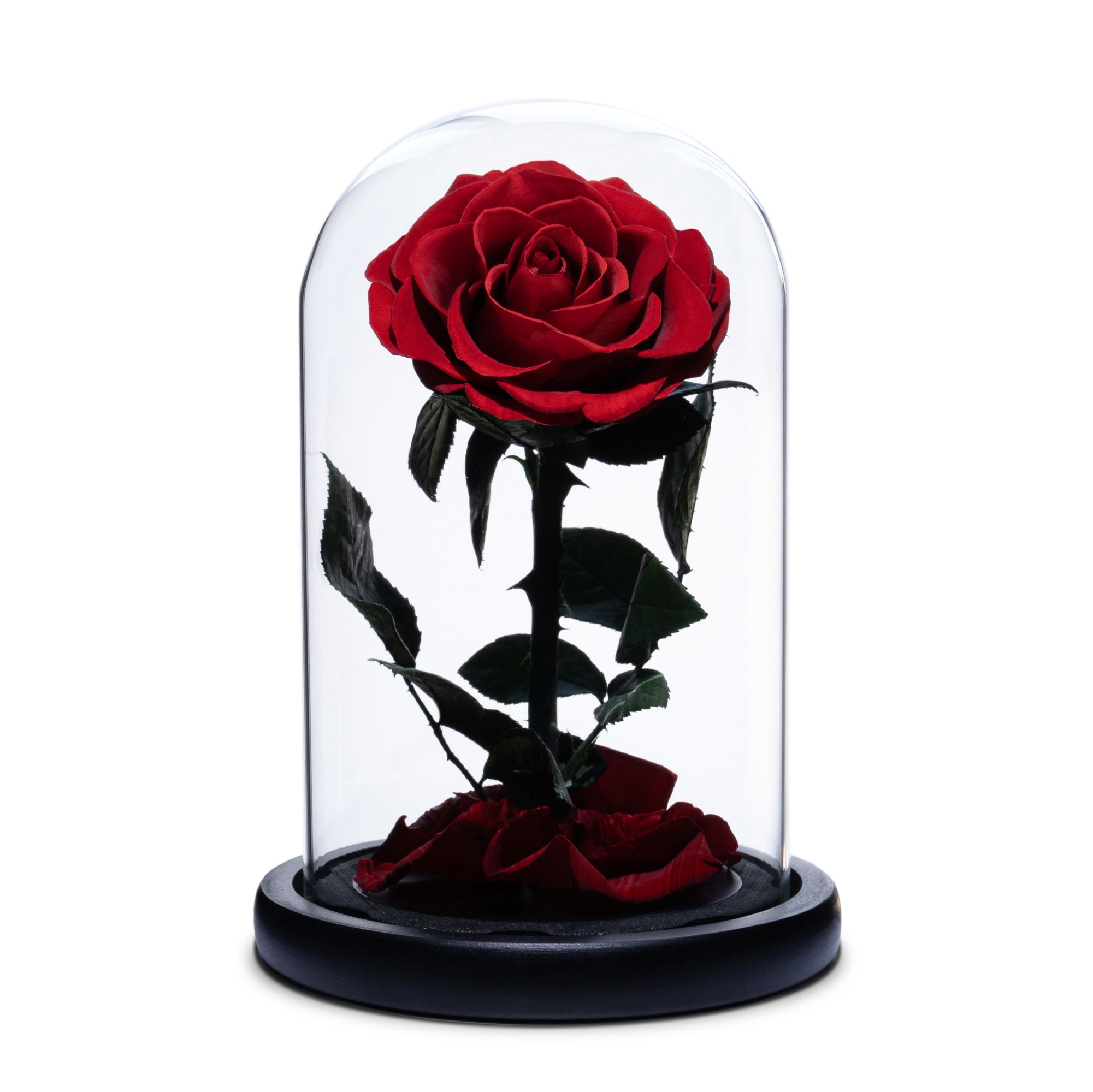 Glass Cover Rose