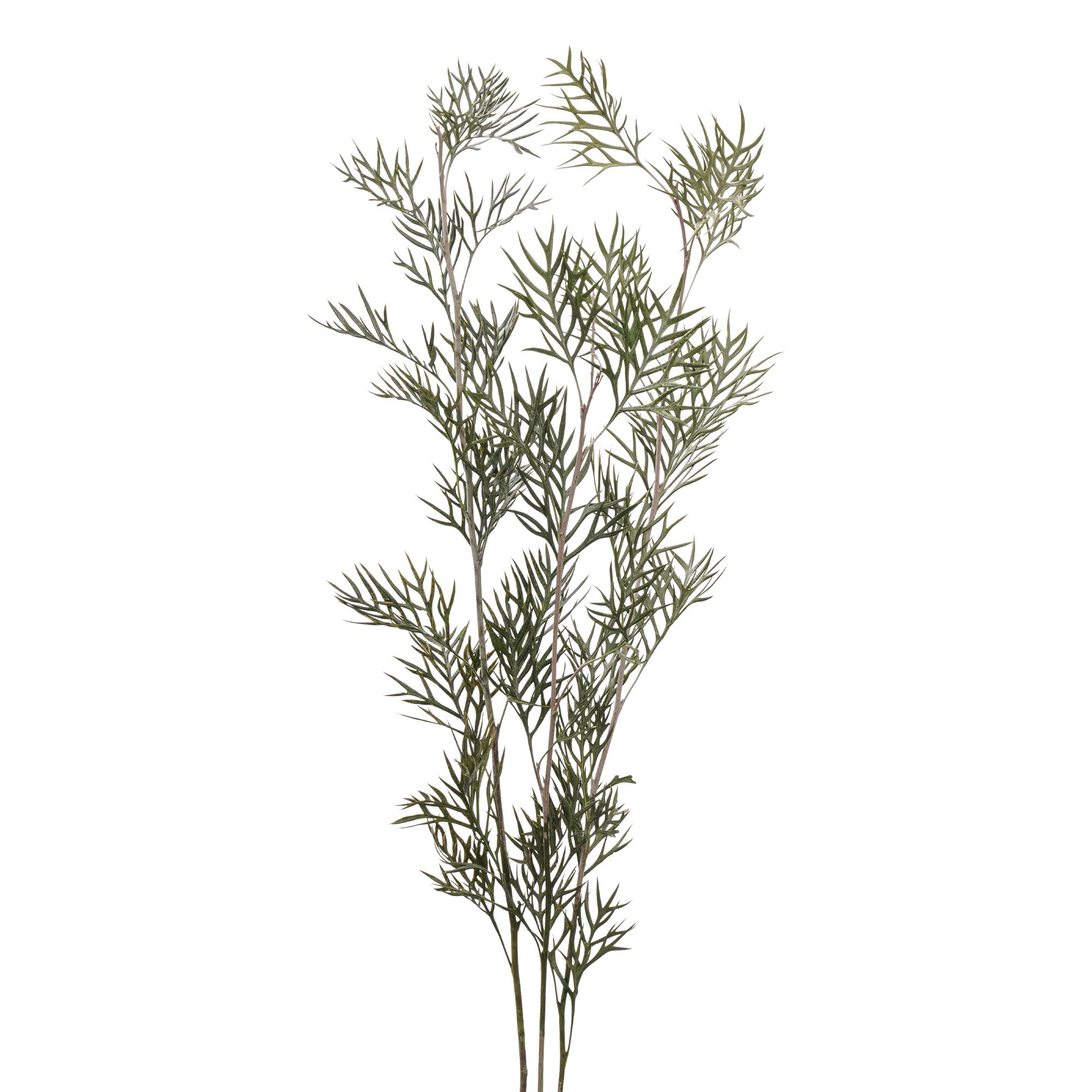 Silk Oak