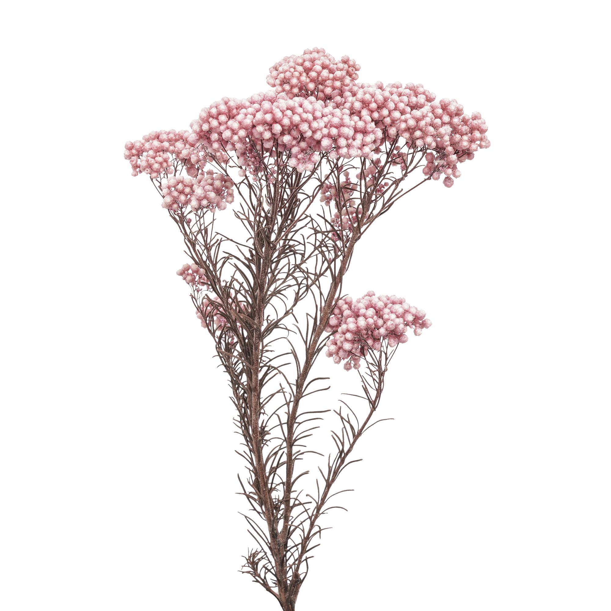 Rice Flower