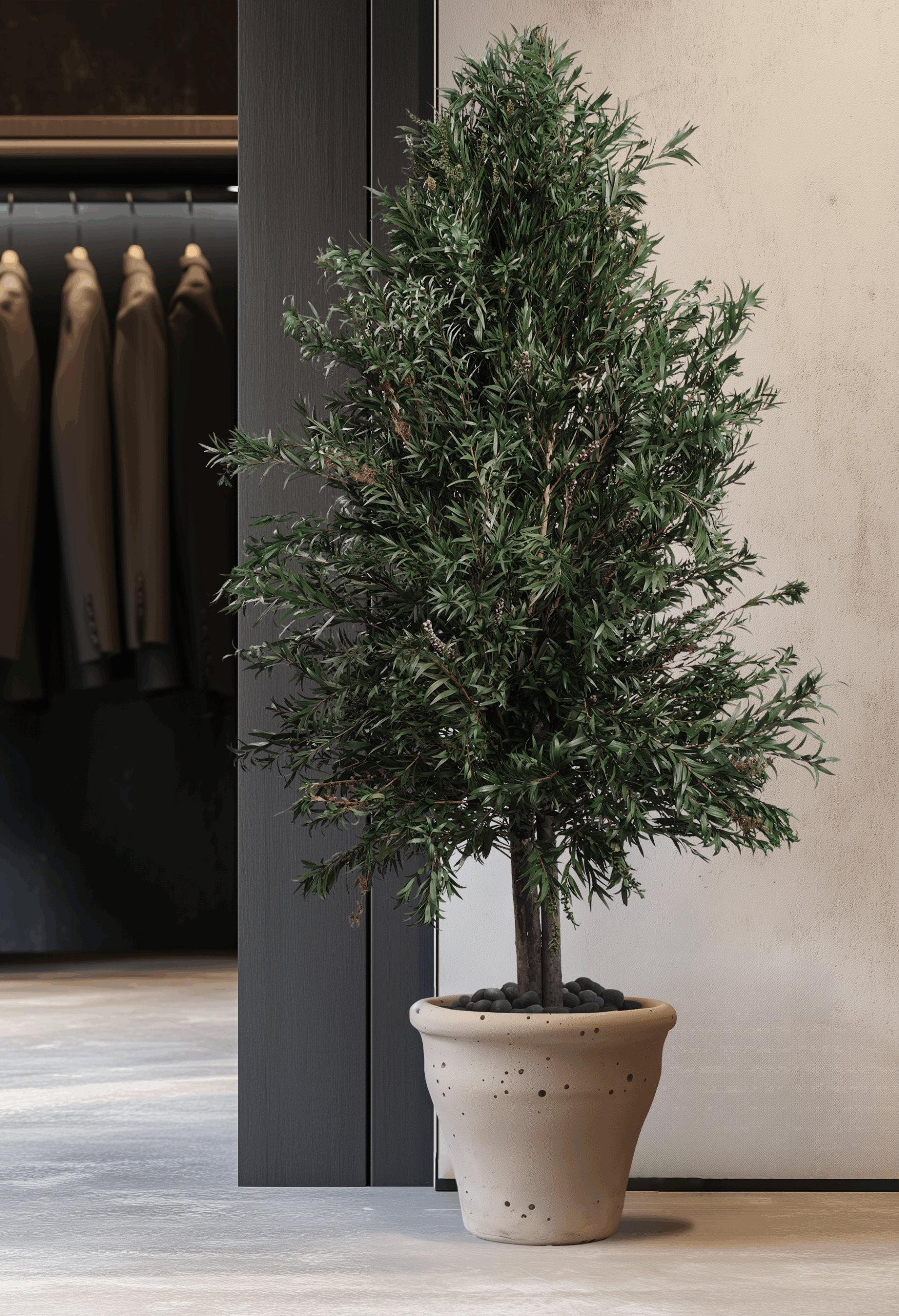 Red Bottlebrush Tree (1 pcs pack) - Image 2