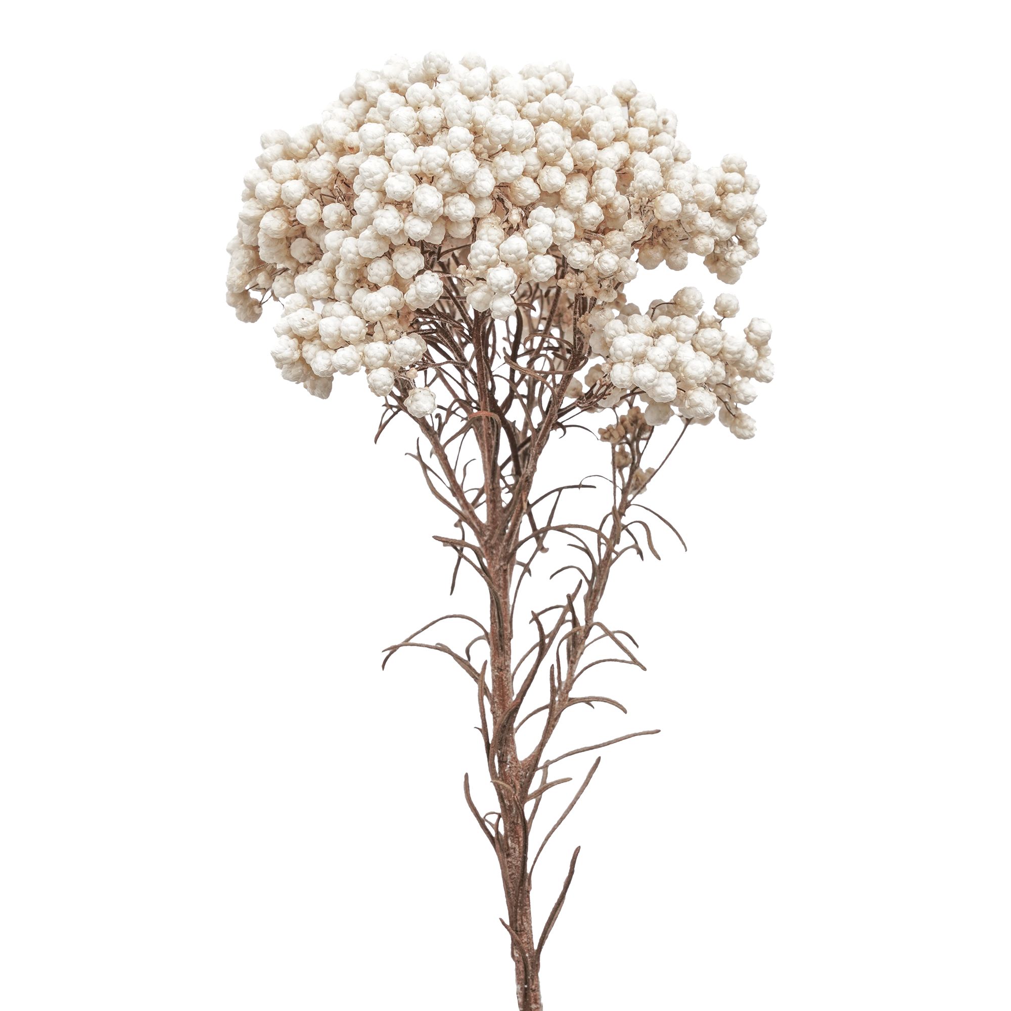 Rice Flower - Image 3