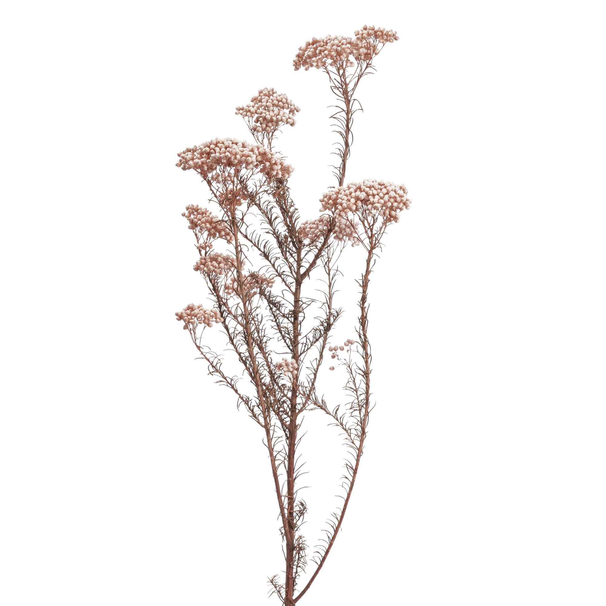 Rice Flower - Image 4