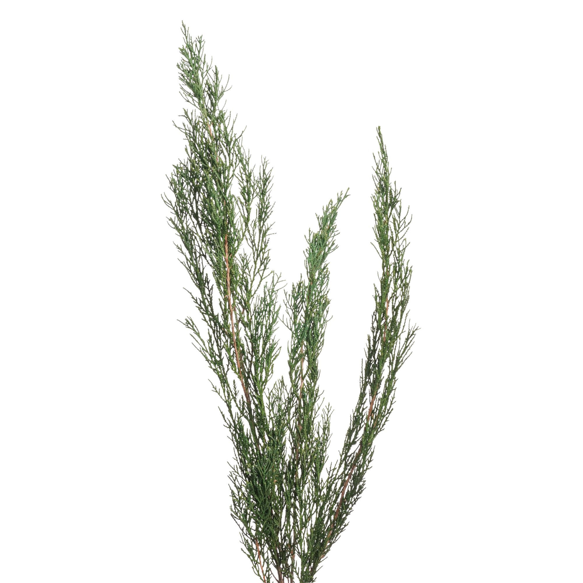 Cypress