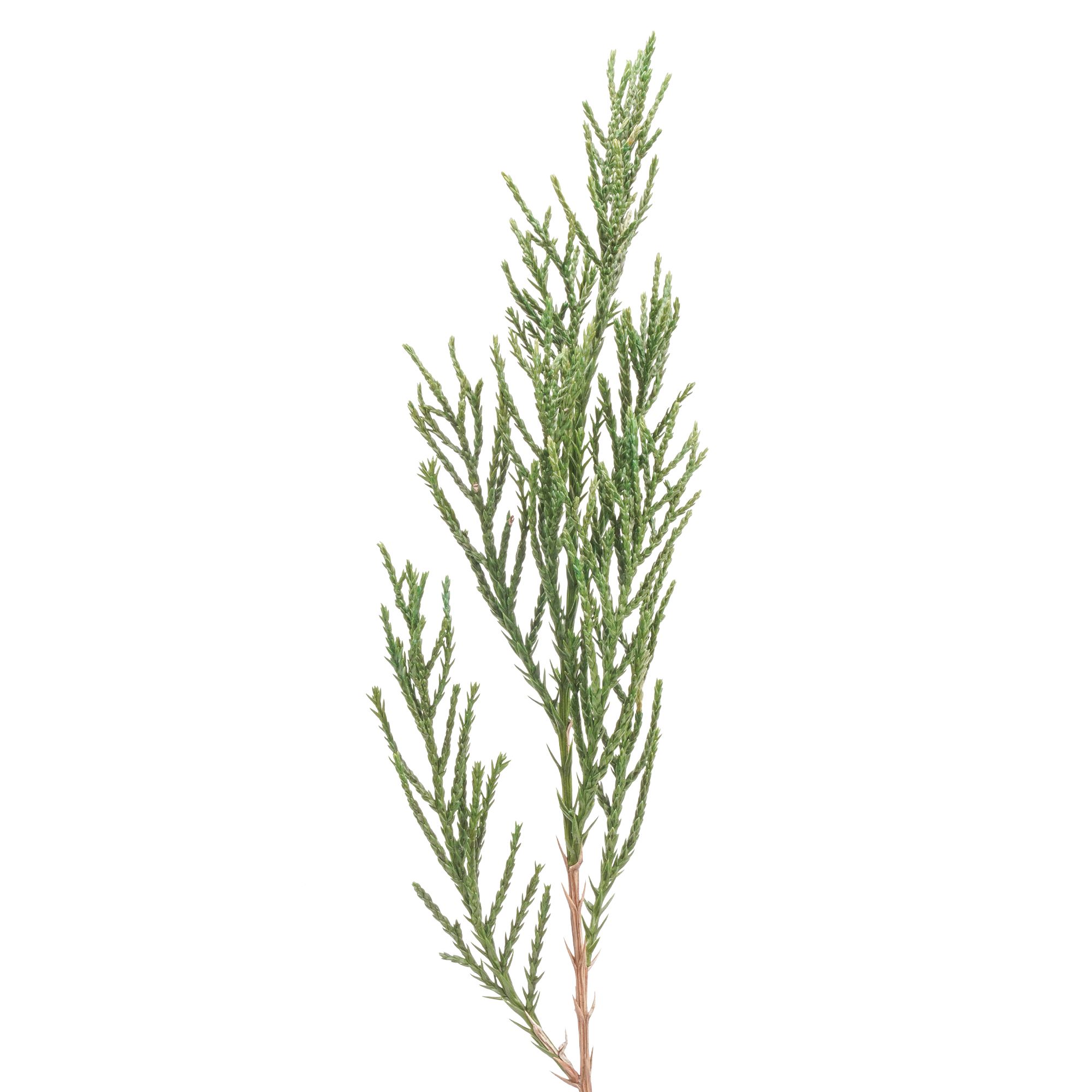Cypress - Image 2
