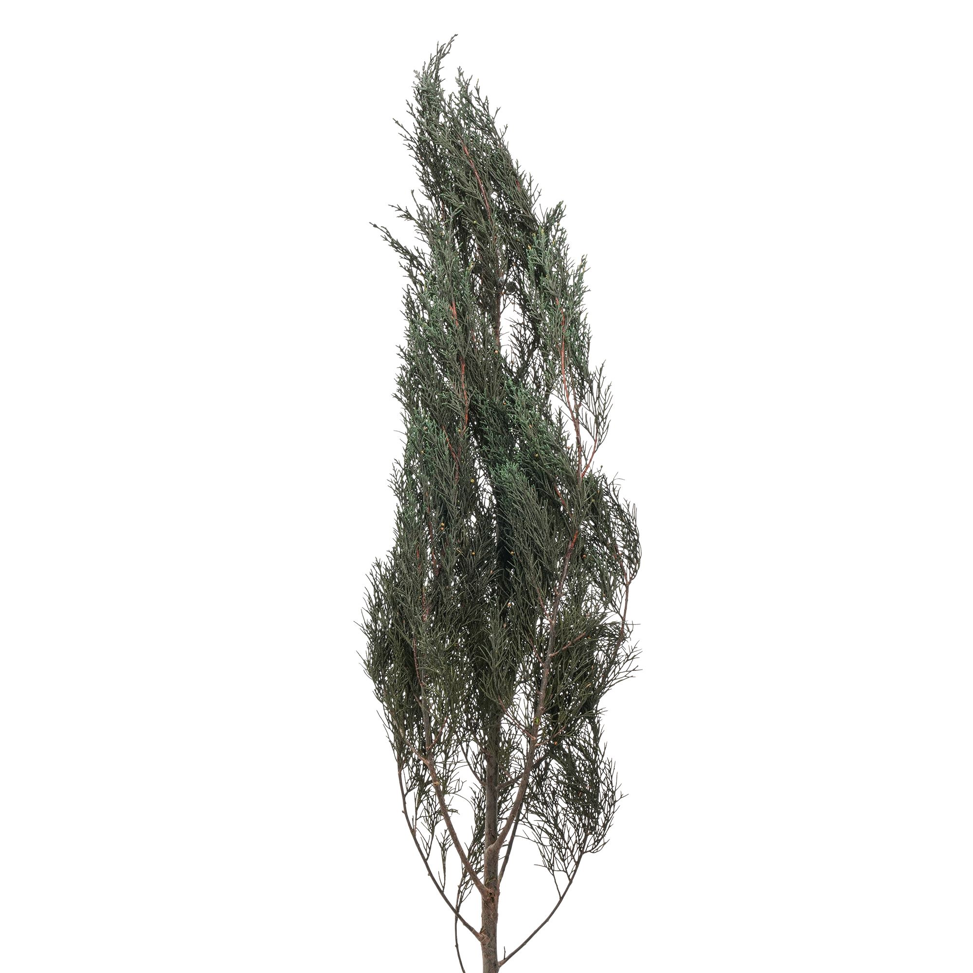 Cypress - Image 3
