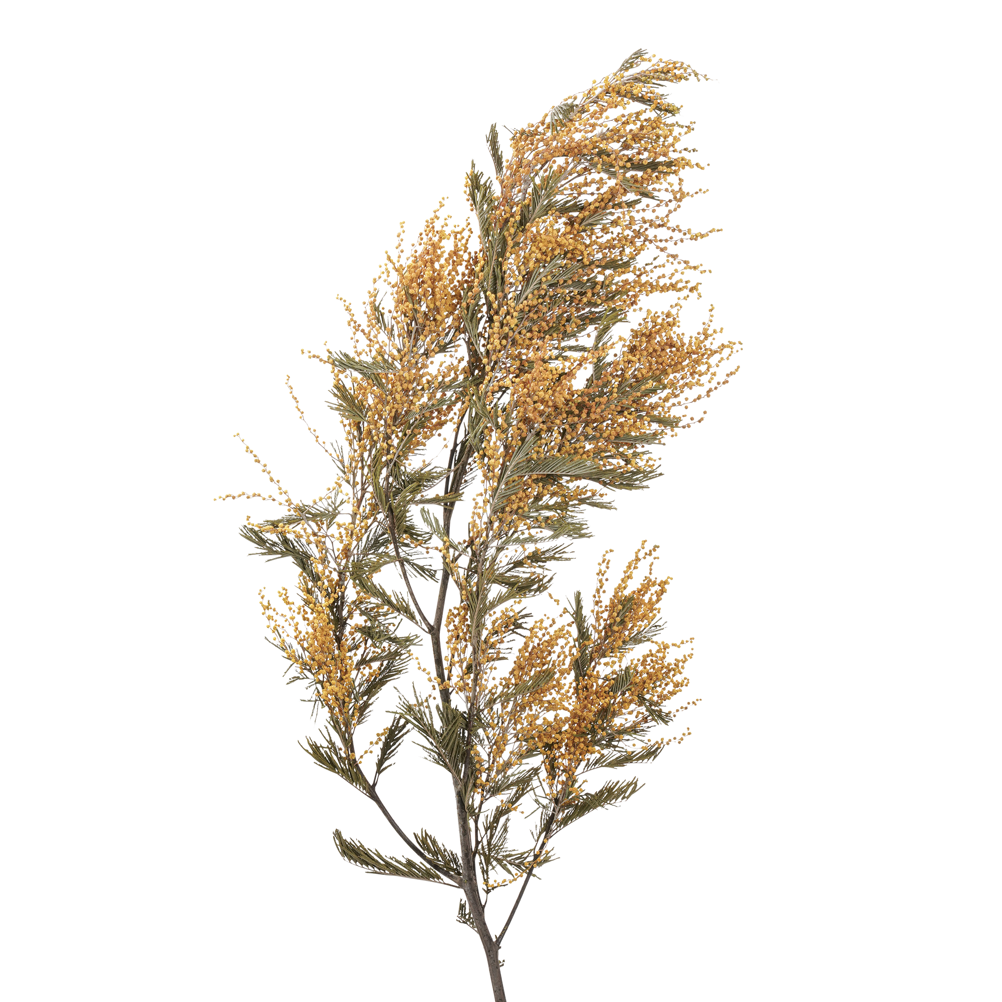 Mimosa (10 bundles pack)