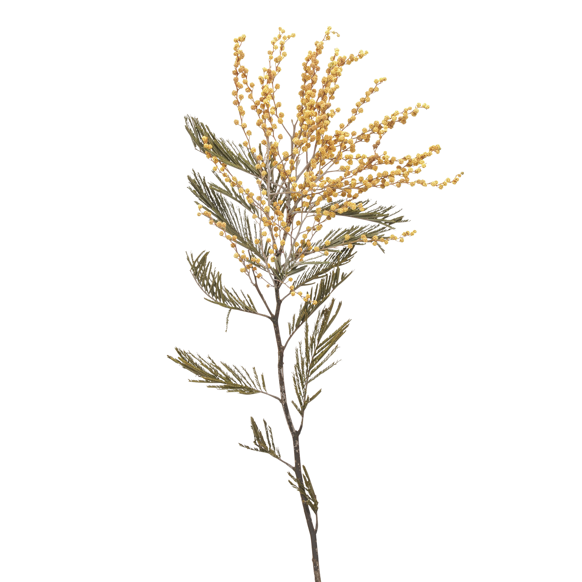 Mimosa (10 bundles pack) - Image 2