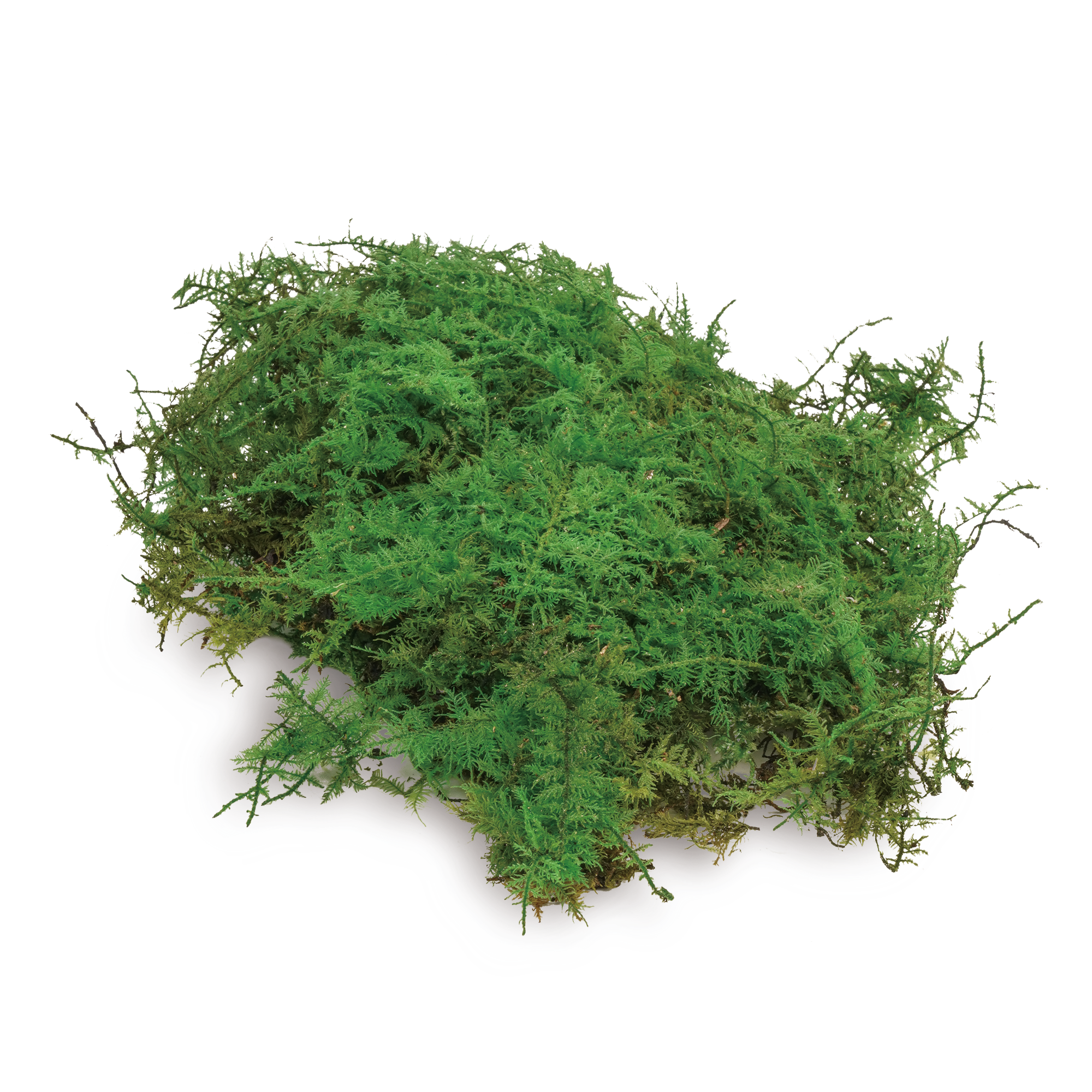 Flat Moss (10 boxes pack)