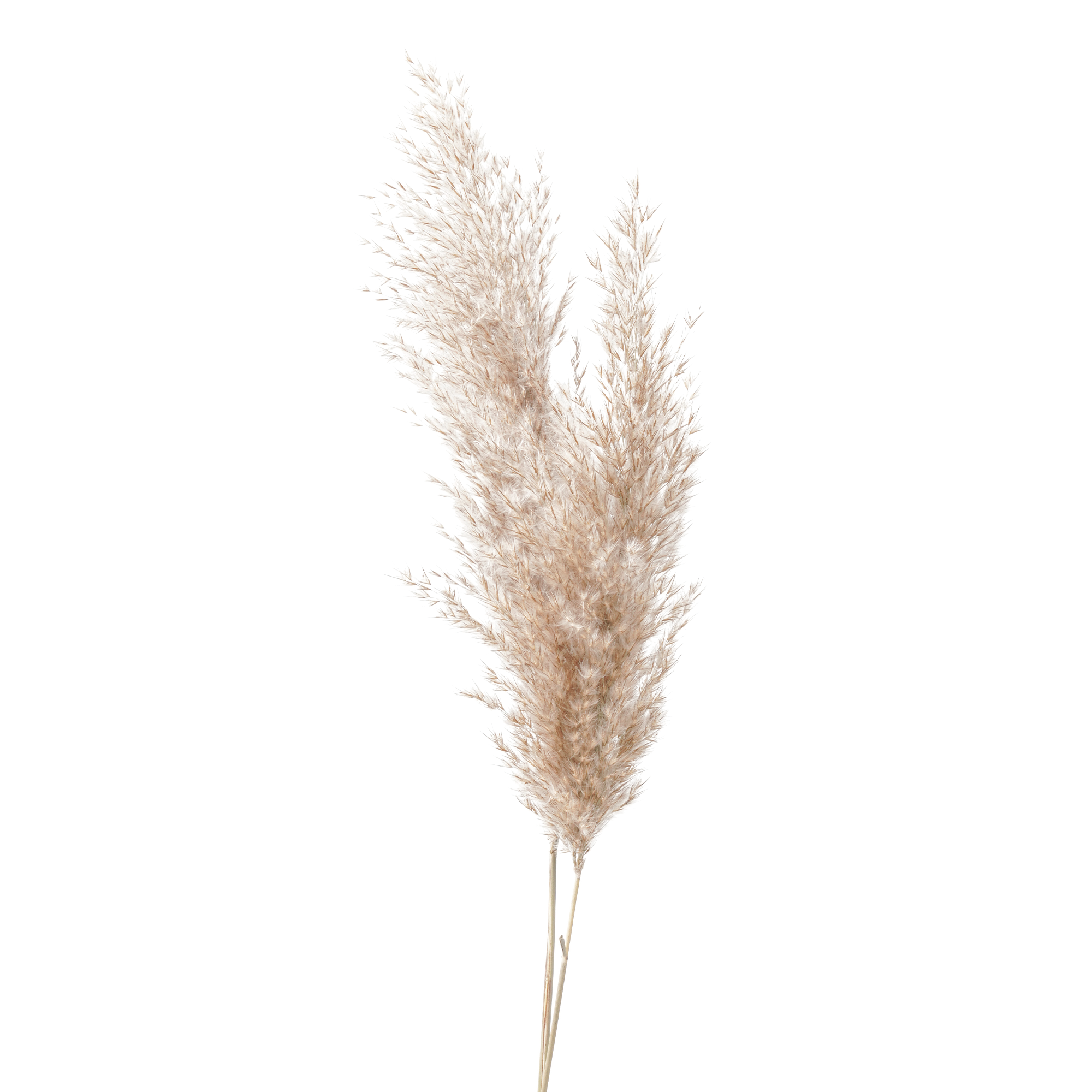 Pampas Grass (10 bundles pack)