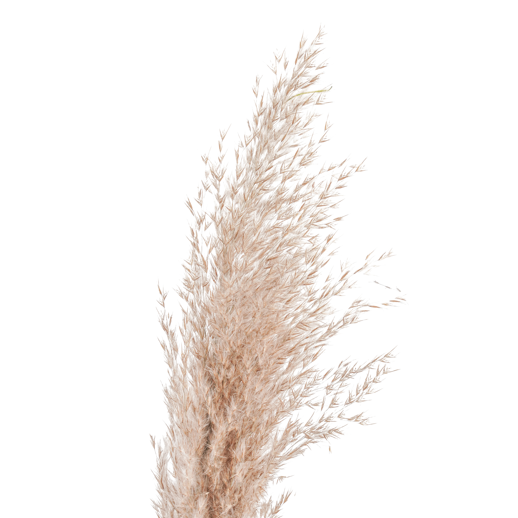 Pampas Grass (10 bundles pack) - Image 2