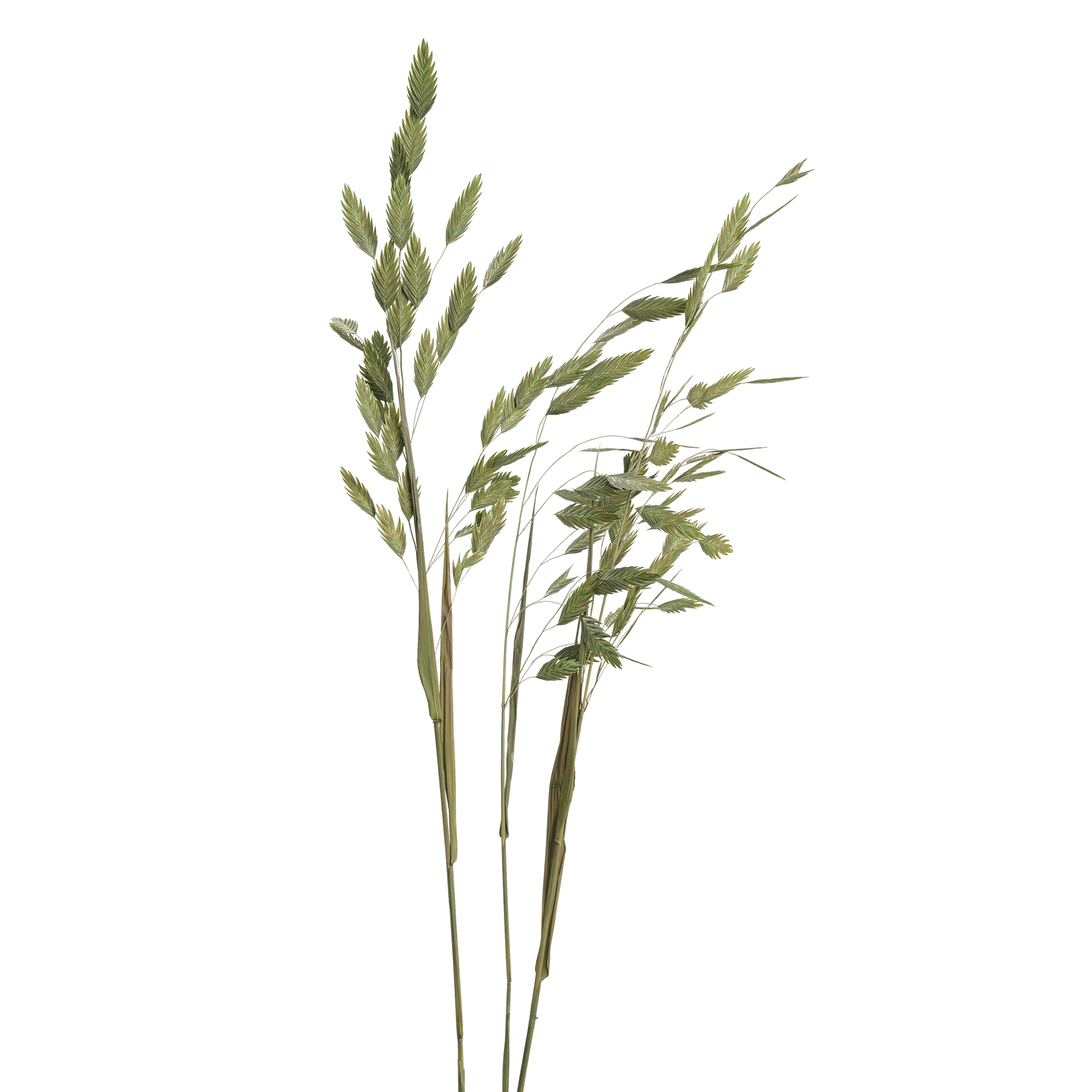 Woodoat (10 bundles pack)