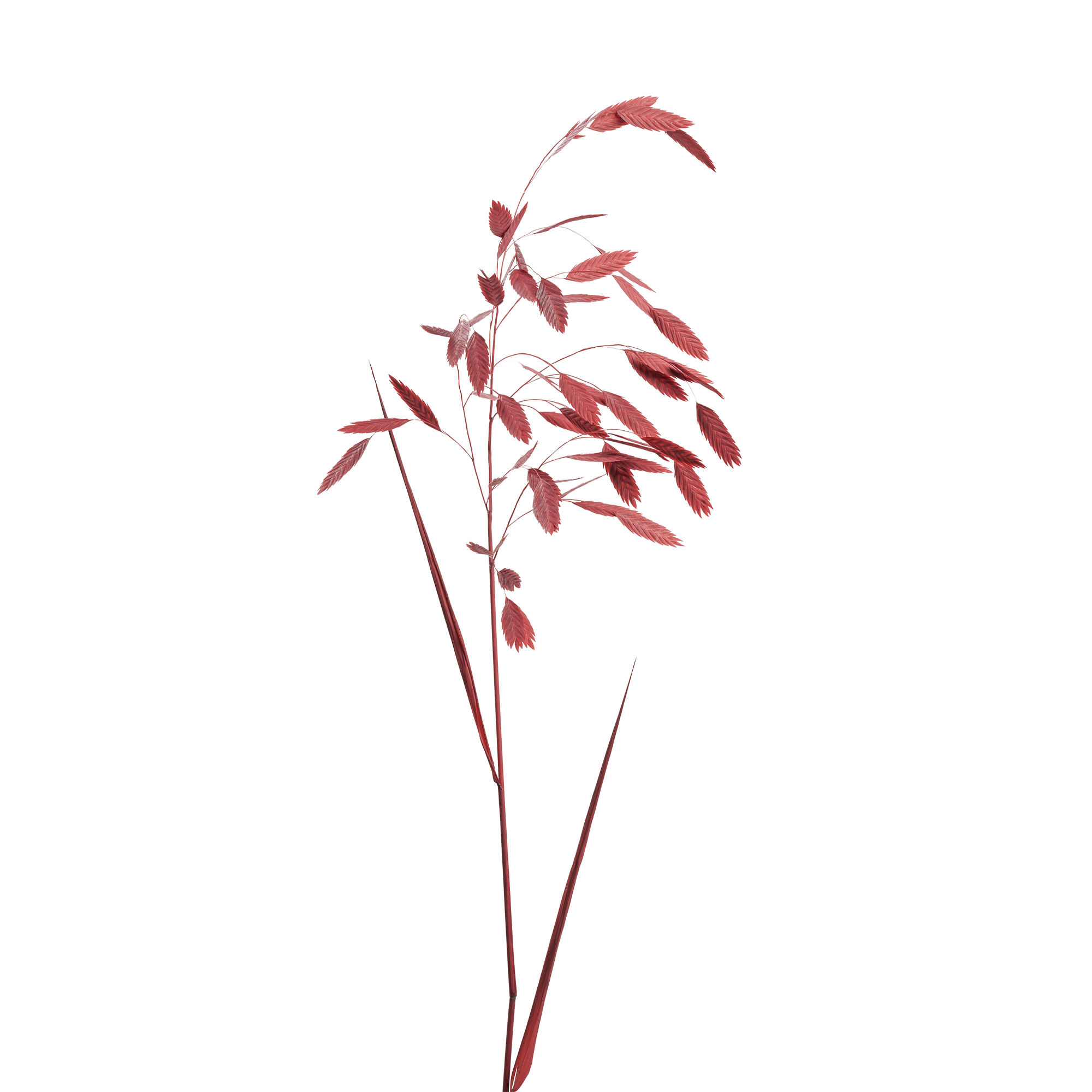 Woodoat (10 bundles pack) - Image 3