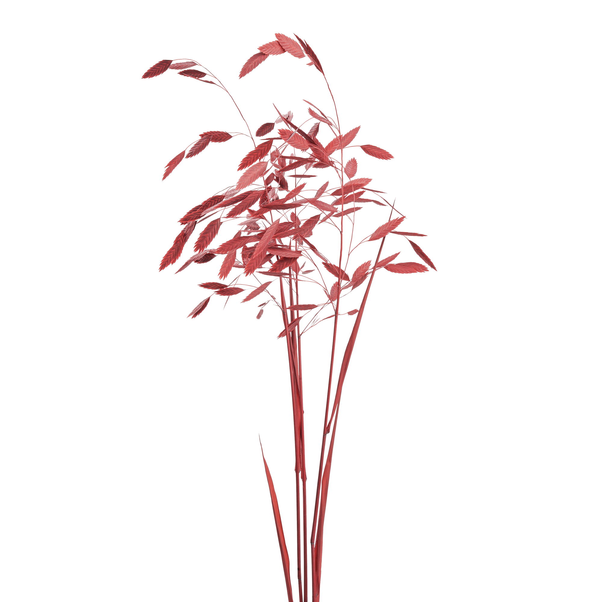 Woodoat (10 bundles pack) - Image 4