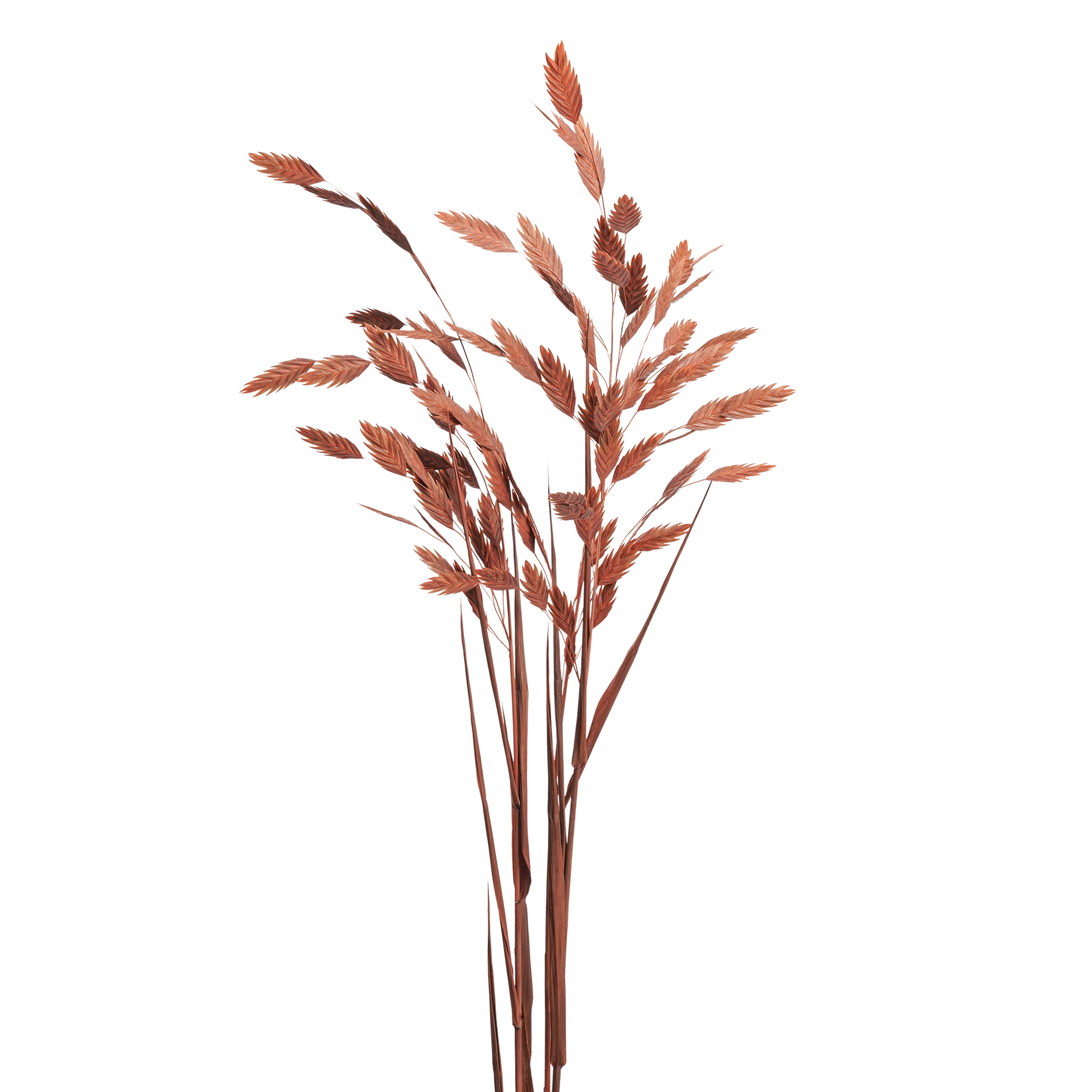 Woodoat (10 bundles pack) - Image 2