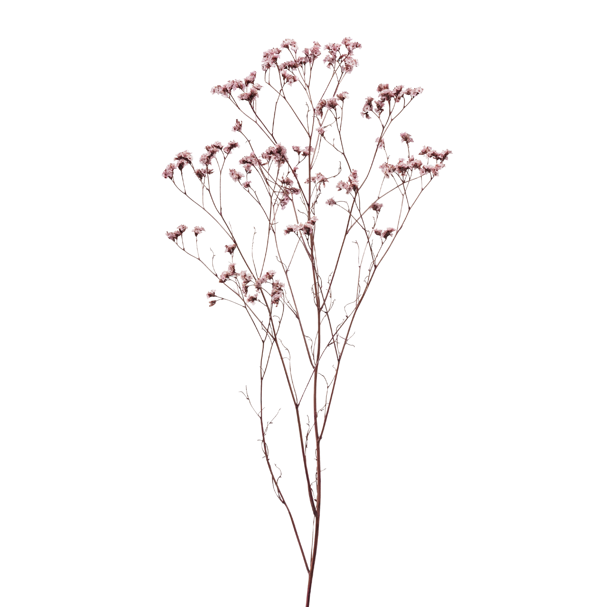 Crystal Grass Flower (10 bundles pack)