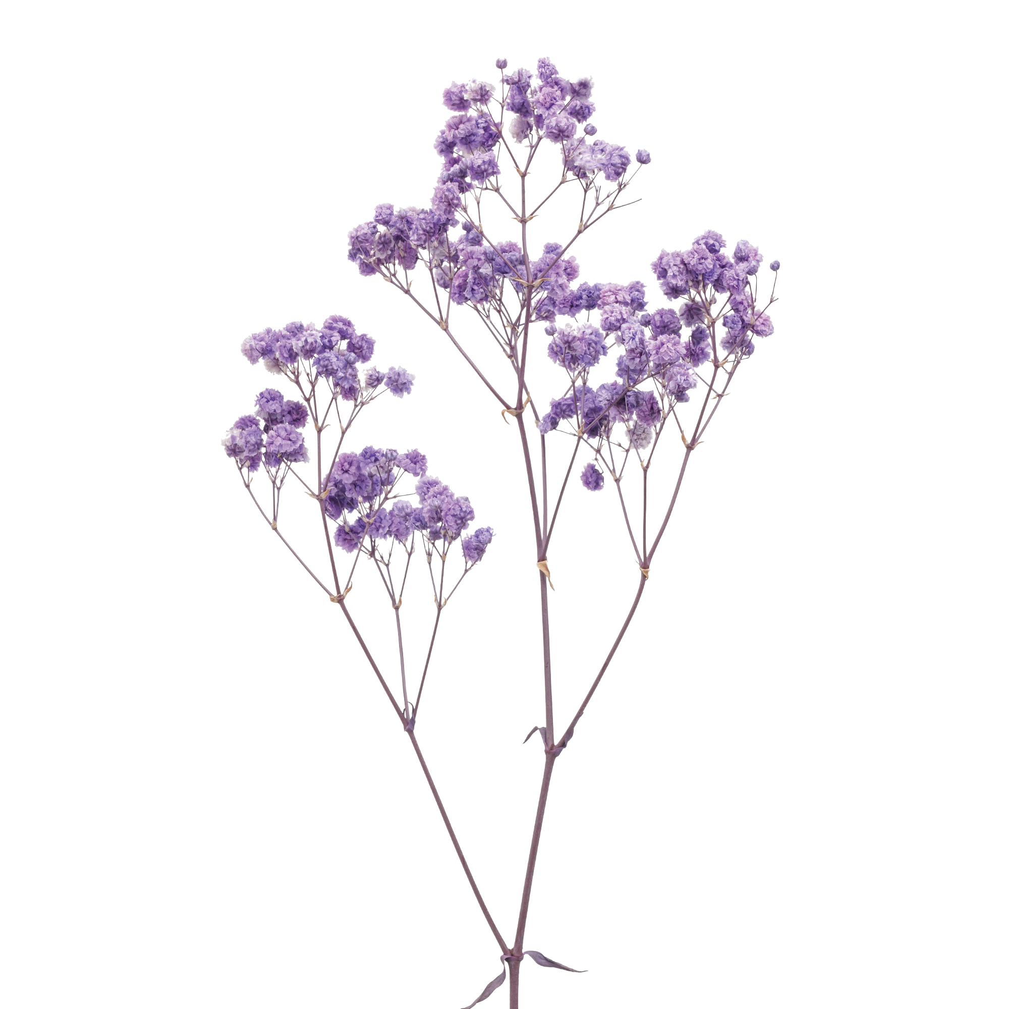 Baby's-breath (10 bundles pack) - Image 3