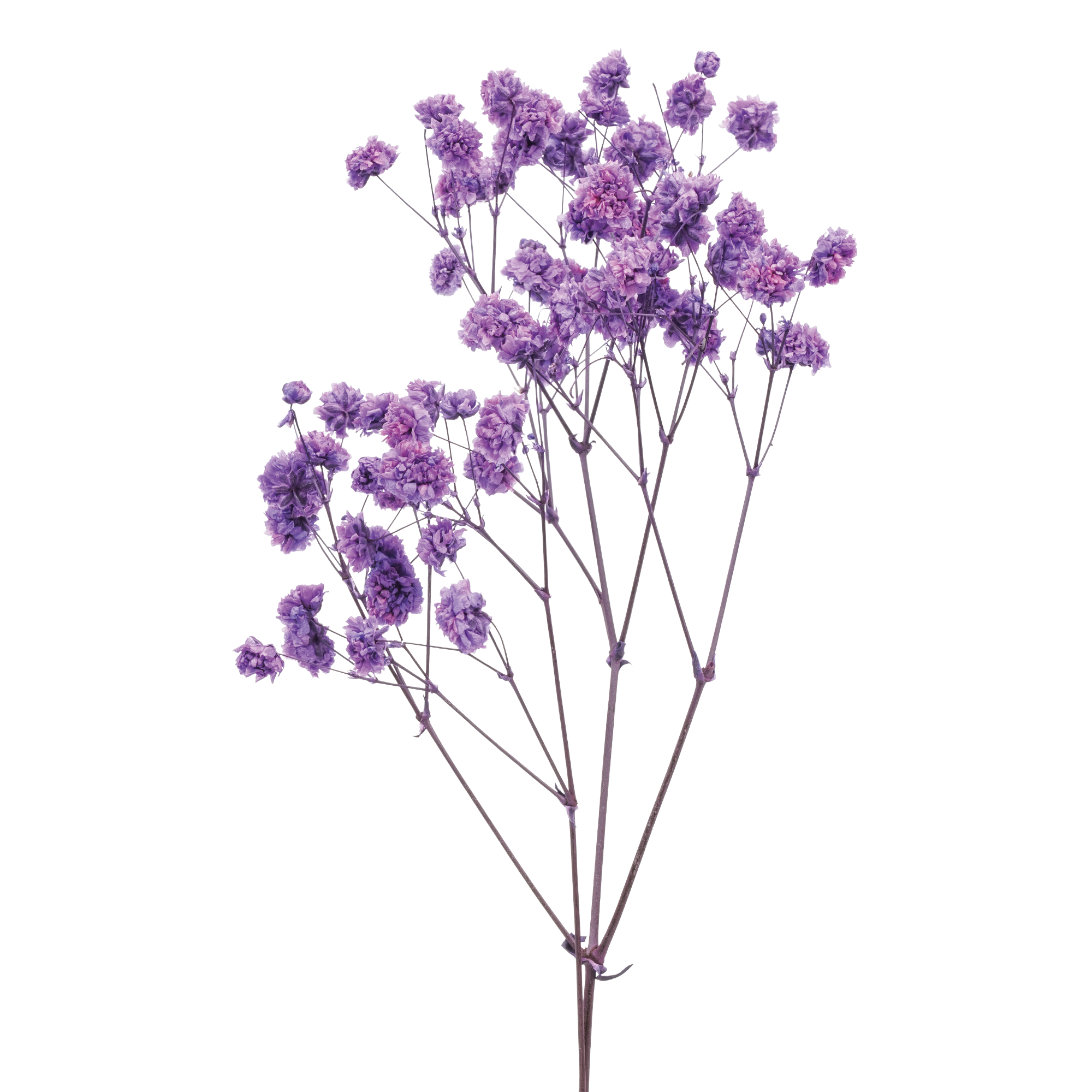 Baby's-breath (10 bundles pack)