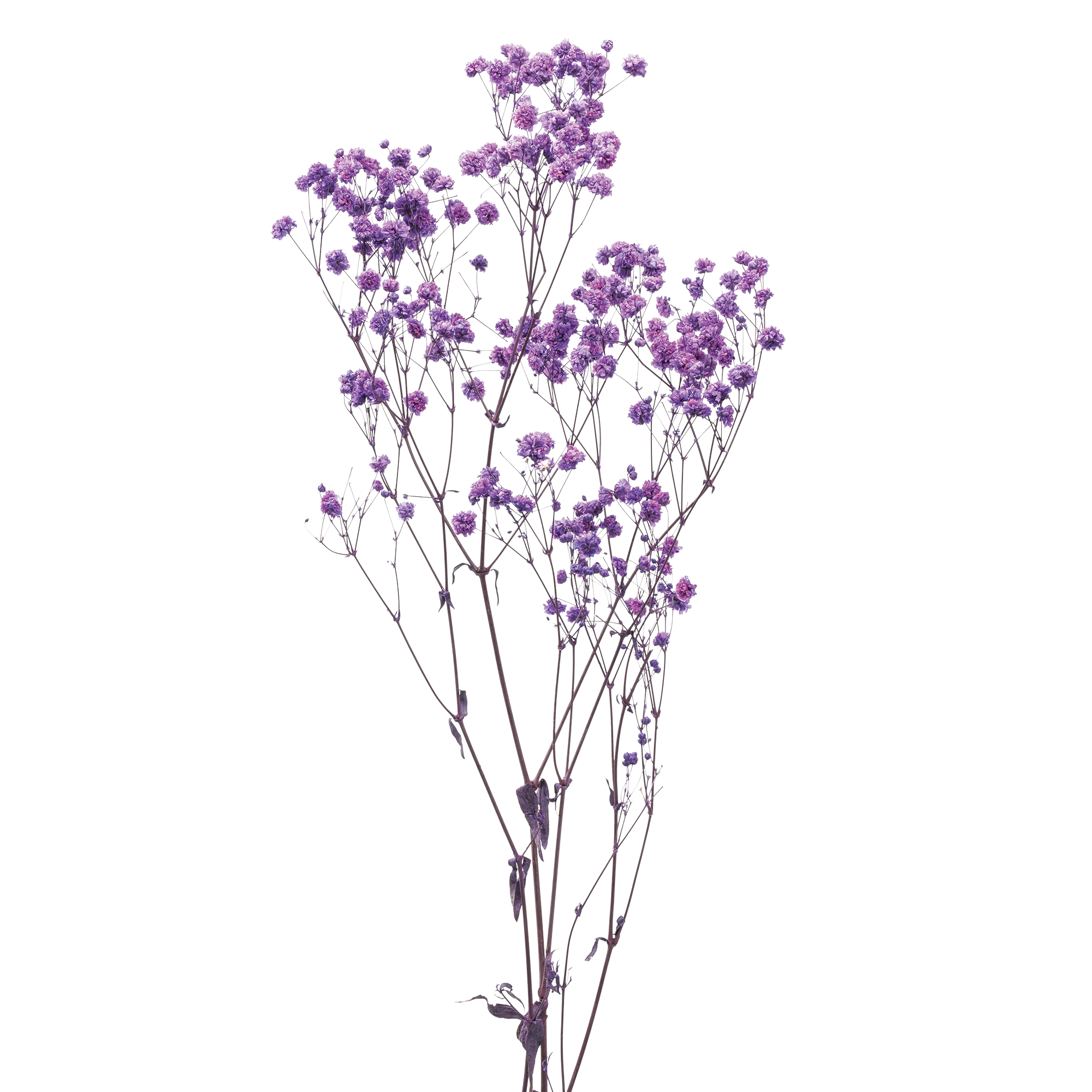 Baby's-breath (10 bundles pack) - Image 4