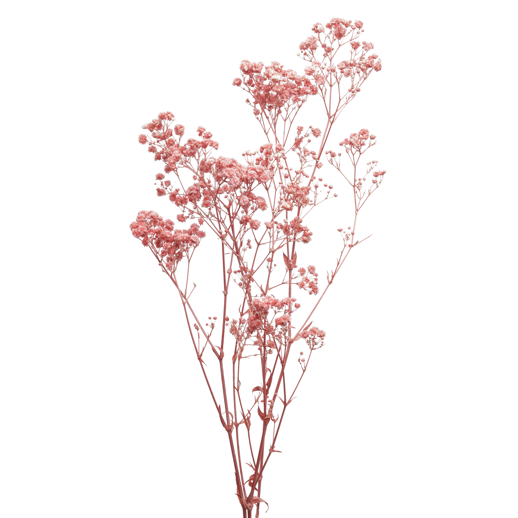 Baby's-breath (10 bundles pack) - Image 2